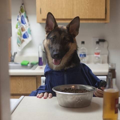 Jam the German Shepherd sitting at a kitchen counter in a blue shirt